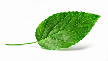 Obraz premium Vibrant green leaf perfect for naturethemed designs