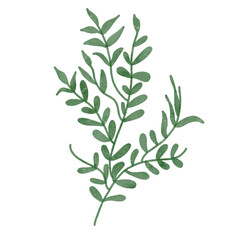
Green leaves watercolor isolated on white background
