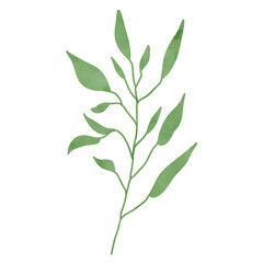 
Green leaves watercolor isolated on white background
