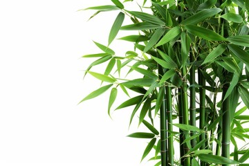 A green bamboo stalk with lush leaves, isolated on a white background. The image is clean and crisp, with a full depth of field that highlights the natural beauty of the bamboo.



