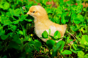 On summer day in countryside, little chicken stands in green grass