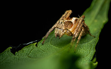 Macro photo of spider on the leaf.
