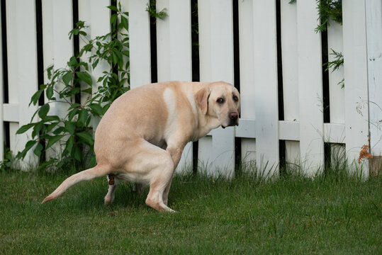Labrador dog pooping while looking at the camera