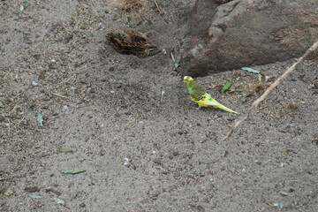 birds 