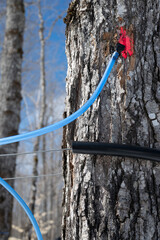 Maple with tubing for maple sap (water) harvest