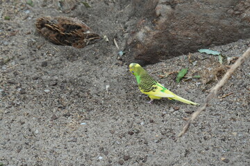 birds 