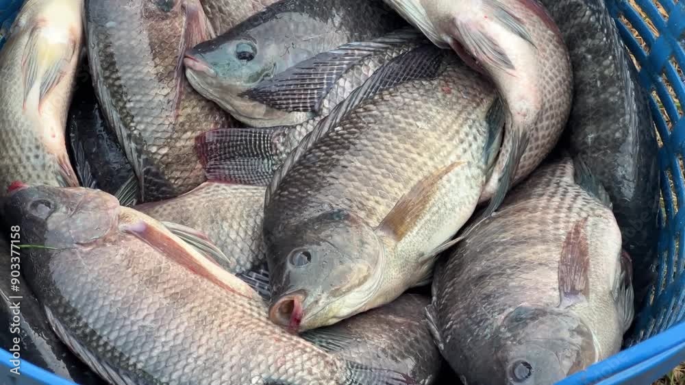 Canvas Prints fresh tilapia fish in the market