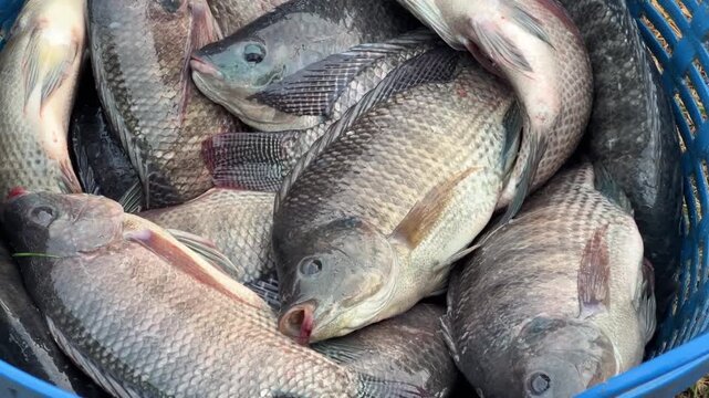 fresh tilapia fish in the market