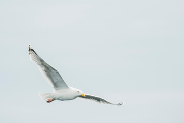 Graceful Seagull Gliding in Clear Blue Sky.