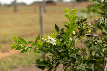 leaves in the garden