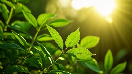 Obraz premium Greenery and Sunlight A Natural Bliss