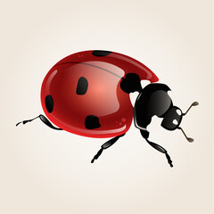 beautiful ladybug realistic with highlights