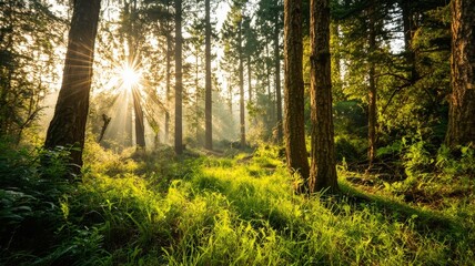 Obraz premium Serene Sunlight Streaming Through Majestic Forest Trees - Nature Photography for Environmental and Travel Use
