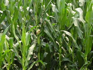 Growing corn stalks and corn