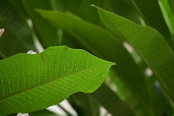 beautiful green leaf texture in springtime, water drop on frangipani leaves