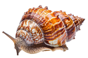 Helix aspersa snail, also known as common garden snail, isolated on white background.