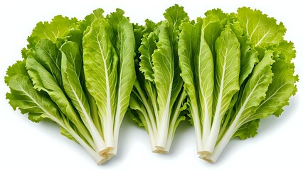 Fresh green lettuce leaves isolated on white background.
