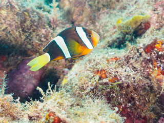 美しいイソギンチャク畑の可愛いクマノミ（クマノミ亜科）の幼魚。

日本国静岡県伊豆半島賀茂郡南伊豆町中木から渡し船で渡るヒリゾ浜-2024年7月

The Lovely juvenile Yellowtail clownfish (Amphiprion clarkii) in Beautiful Sea Anemones,
