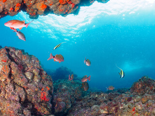 美しいツノダシ（ツノダシ科）、ホウライヒメジ（ヒメジ科）の他群れ。

日本国静岡県伊豆半島賀茂郡南伊豆町中木から渡し船で渡るヒリゾ浜-2024年7月

A school of the Beautiful Moorish Idol (Zanclus cornutus), Whitesaddle goatfish (Parupeneus ciliatus) and others. 
