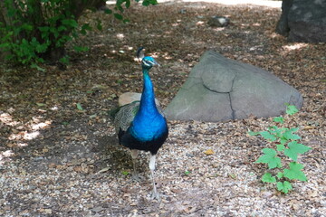 Obraz premium Peacock 