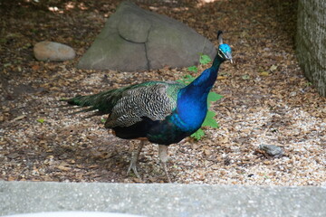 Fototapeta premium Peacock 