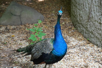 Fototapeta premium Peacock 