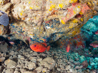 水中洞窟にいる美しいゴマヒレキントキ（キントキダイ科）、ミナミハタンポ（ハタンポ科）他の群れ。

日本国静岡県伊豆半島賀茂郡南伊豆町中木から渡し船で渡るヒリゾ浜-2024年7月
Glasseye, Blotched Bigeye (Heteropriacanthus cruentatus)
Black-Stripe Sweeper (Pempheris schwenkii)
