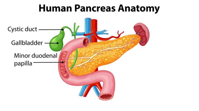 Human Pancreas Anatomy Animation