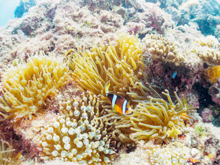 Fototapeta premium 美しいイソギンチャク畑の可愛いクマノミ（クマノミ亜科）の幼魚。日本国静岡県伊豆半島賀茂郡南伊豆町中木から渡し船で渡るヒリゾ浜-2024年7月The Lovely juvenile Yellowtail clownfish (Amphiprion clarkii) in Beautiful Sea Anemones, 