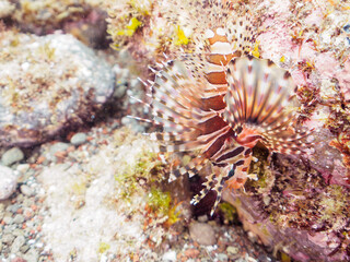 広げた羽根が美しいキリンミノ（フサカサゴ科）の幼魚。

日本国静岡県伊豆半島賀茂郡南伊豆町中木から渡し船で渡るヒリゾ浜-2024年7月

The Beautiful Zebra turkeyfish (Dendrochirus zebra) juvenile and others. 
