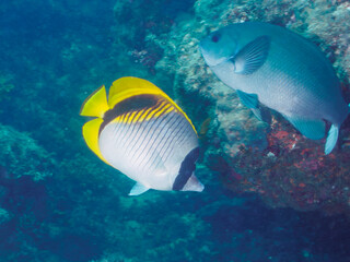 美しく大きなニセフウライチョウチョウウオ（チョウチョウウオ科科）、ニザダイ（ニザダイ科）、メジナ（イスズミ科）他の群れ。
静岡県伊豆半島南伊豆町中木ヒリゾ浜-2024年7月
Lined butterflyfish, Chaetodon lineolatus, Sawtail juvenile (Prionurus scalprum), Largescale Blackfish, 