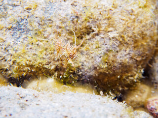 可愛いオビテンスモドキ（ベラ科）の幼魚他。

日本国静岡県伊豆半島賀茂郡南伊豆町中木から渡し船で渡るヒリゾ浜-2024年7月

A lovely Rockmover wrasse, Novaculichthys taeniourus and others.
