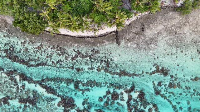 Aerial drone view looking down over a tropical island beach with green palm trees and white sand. The clear azure turquoise water reveals a coral reef filled with life. 