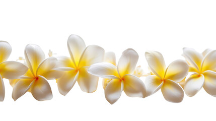 Fototapeta premium Frangipani flowers on transparent background