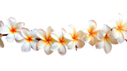 Frangipani flowers on transparent background