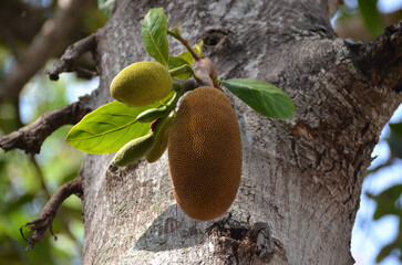 Jackfruit (Artocarpus heterophyllus), also known as jackfruit, is a species of tree in the fig, mulberry and breadfruit family.