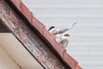 美しいオナガ（カラス科）の親子

日本国神奈川県川崎市-2024年7月

Beautiful Azure-winged Magpie, Cyanopica cyanus parent and offspring.
