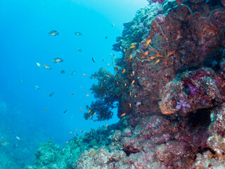 ウミカラマツ（ソフトコーラル）が生えるドロップオフのキンギョハナダイ（ハナダイ亜科）、スズメダイ（スズメダイ科）他群れ
静岡県伊豆半島賀茂郡南伊豆町中木から渡し船で渡るヒリゾ浜-2024年7月
Sea Goldie (Pseudanthias squamipinnis)
Damselfish, Chromis notata, 
Antipathes japonica