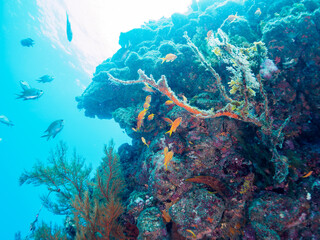 ウミカラマツ（ソフトコーラル）が生えるドロップオフのキンギョハナダイ（ハナダイ亜科）、スズメダイ（スズメダイ科）他群れ
静岡県伊豆半島賀茂郡南伊豆町中木から渡し船で渡るヒリゾ浜-2024年7月
Sea Goldie (Pseudanthias squamipinnis)
Damselfish, Chromis notata, 
Antipathes japonica