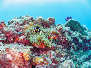 美しいイソギンチャク畑の可愛いクマノミ（クマノミ亜科）のペア。

日本国静岡県伊豆半島賀茂郡南伊豆町中木から渡し船で渡るヒリゾ浜-2024年7月

The Lovely Yellowtail clownfish (Amphiprion clarkii) Pair in Beautiful Sea Anemones,
