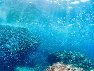 美しいキビナゴ（ニシン科）他の大群。

日本国静岡県伊豆半島賀茂郡南伊豆町中木から渡し船で渡るヒリゾ浜-2024年7月

A large school of the Beautiful Silver-Stripe Round Herrings (Spratelloides gracilis) and others. 
