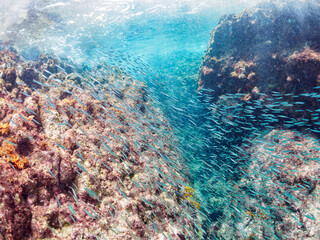美しいキビナゴ（ニシン科）他の大群。

日本国静岡県伊豆半島賀茂郡南伊豆町中木から渡し船で渡るヒリゾ浜-2024年7月

A large school of the Beautiful Silver-Stripe Round Herrings (Spratelloides gracilis) and others. 

