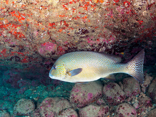 水中洞窟にいる、大きく美しいコロダイ（イサキ科）。

日本国静岡県伊豆半島賀茂郡南伊豆町中木から渡し船で渡るヒリゾ浜-2024年7月

A large and beautiful Painted Sweetlips (Diagramma pictum) in underwater cave.

