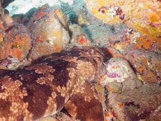 大きな美しいオオセ（オオセ科）。
水中洞窟にいる。

日本国静岡県伊豆半島賀茂郡南伊豆町中木から渡し船で渡るヒリゾ浜-2024年7月

The large and beautiful Japanese wobbegong shark (Orectolobus japonicus Regan).
