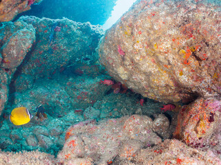 ゴマヒレキントキ（キントキダイ科）、ナミマツカサ（イットウダイ科）、ミナミハタンポ（ハタンポ科）、チョウチョウウオ（チョウチョウウオ科）他。
静岡県伊豆半島南伊豆町中木ヒリゾ浜-2024年7月
Glasseye, Blotched Bigeye (Heteropriacanthus cruentatus), Bigscale soldierfish (Myripristis kochiensis)