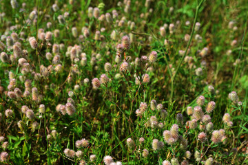 Obraz premium Trifolium arvense grows in the meadow among wild grasses