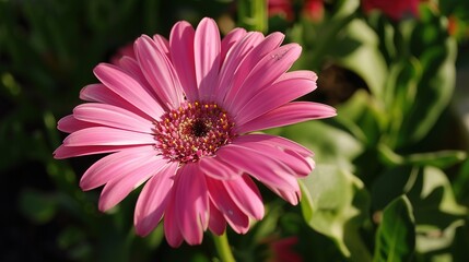 Elegant Pink Flower: Delicate and Beautiful Floral Bloom