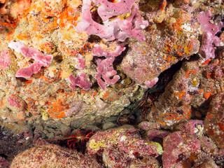 水中洞窟にいる美しく大きなイセエビ（イセエビ科）。
カイメン。
日本国静岡県伊豆半島賀茂郡南伊豆町中木から渡し船で渡るヒリゾ浜-2024年7月

The Beautiful and large Japanese Spiny Lobster, Spiny Lobster (Panulirus japonicus) in underwater cave.
