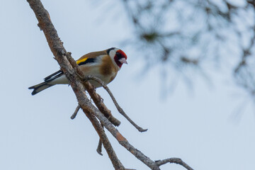 red capped cardinal