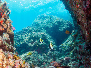 美しいツノダシ（ツノダシ科）、ホウライヒメジ（ヒメジ科）の他群れ。

日本国静岡県伊豆半島賀茂郡南伊豆町中木から渡し船で渡るヒリゾ浜-2024年7月

A school of the Beautiful Moorish Idol (Zanclus cornutus), Whitesaddle goatfish (Parupeneus ciliatus) and others. 
